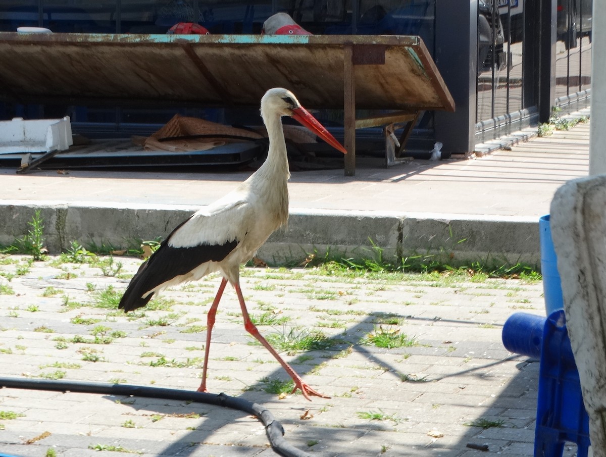 White Stork - ML590949901