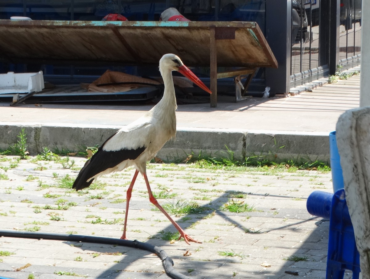 Cigogne blanche - ML590949901