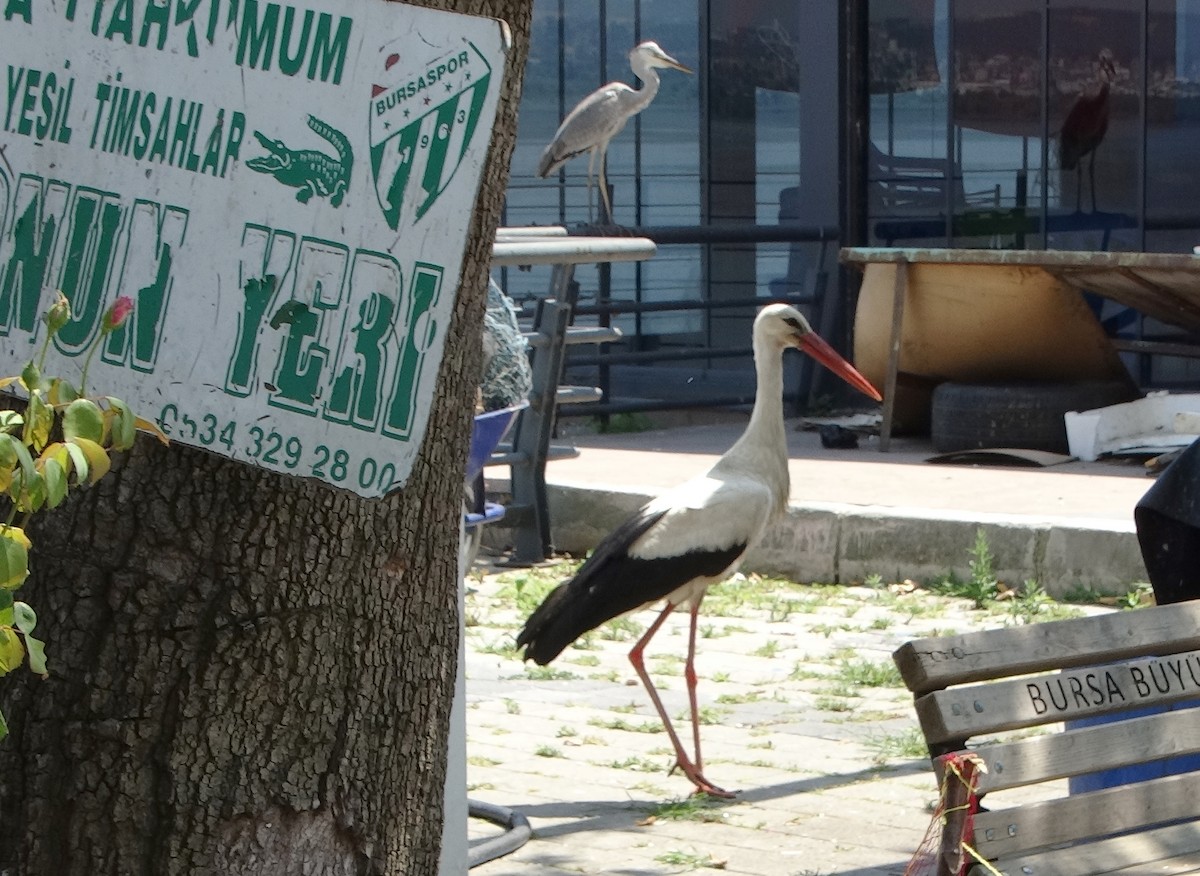 Cigogne blanche - ML590949911