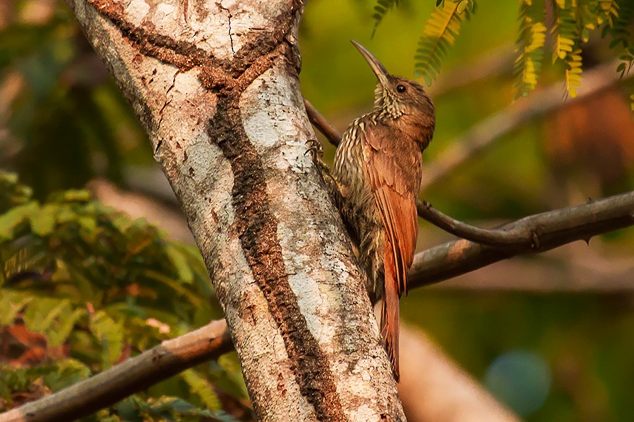 Dusky-capped Woodcreeper (Layard's) - Luis Roberto da Silva