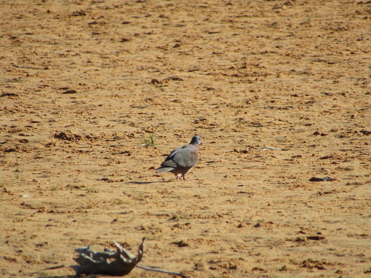 Pale-vented Pigeon - ML590951331