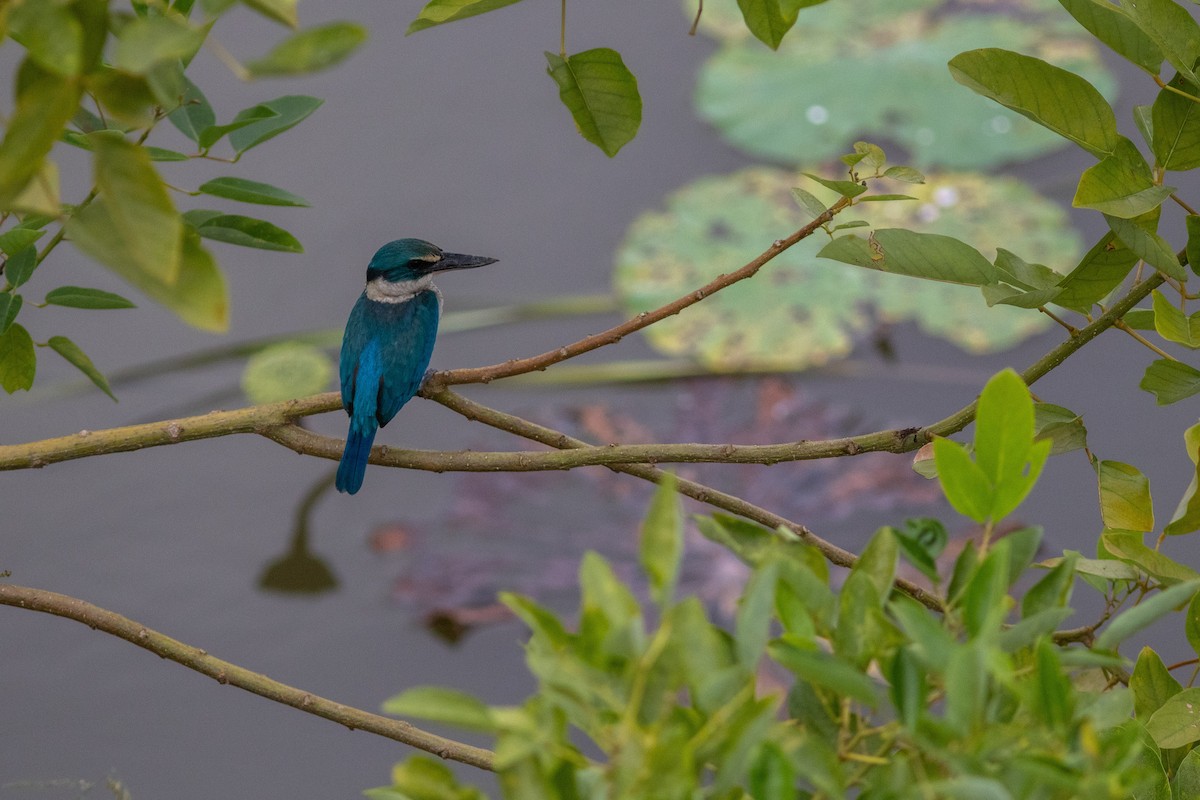 Collared Kingfisher - Sila Viriyautsahakul