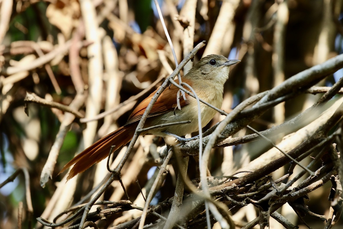 Araguaia Spinetail - ML590952141