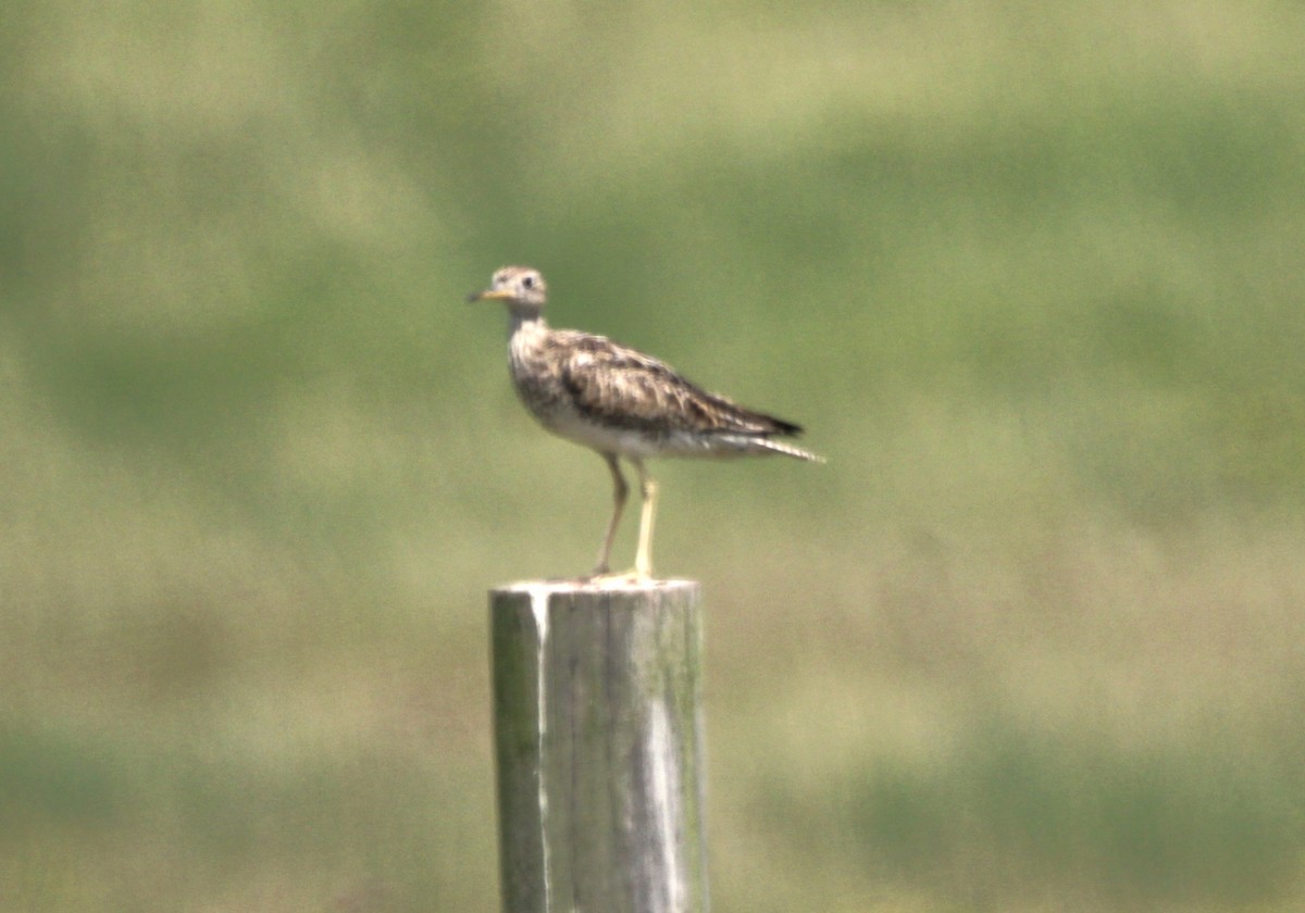 Upland Sandpiper - Jonathan Wilhelms