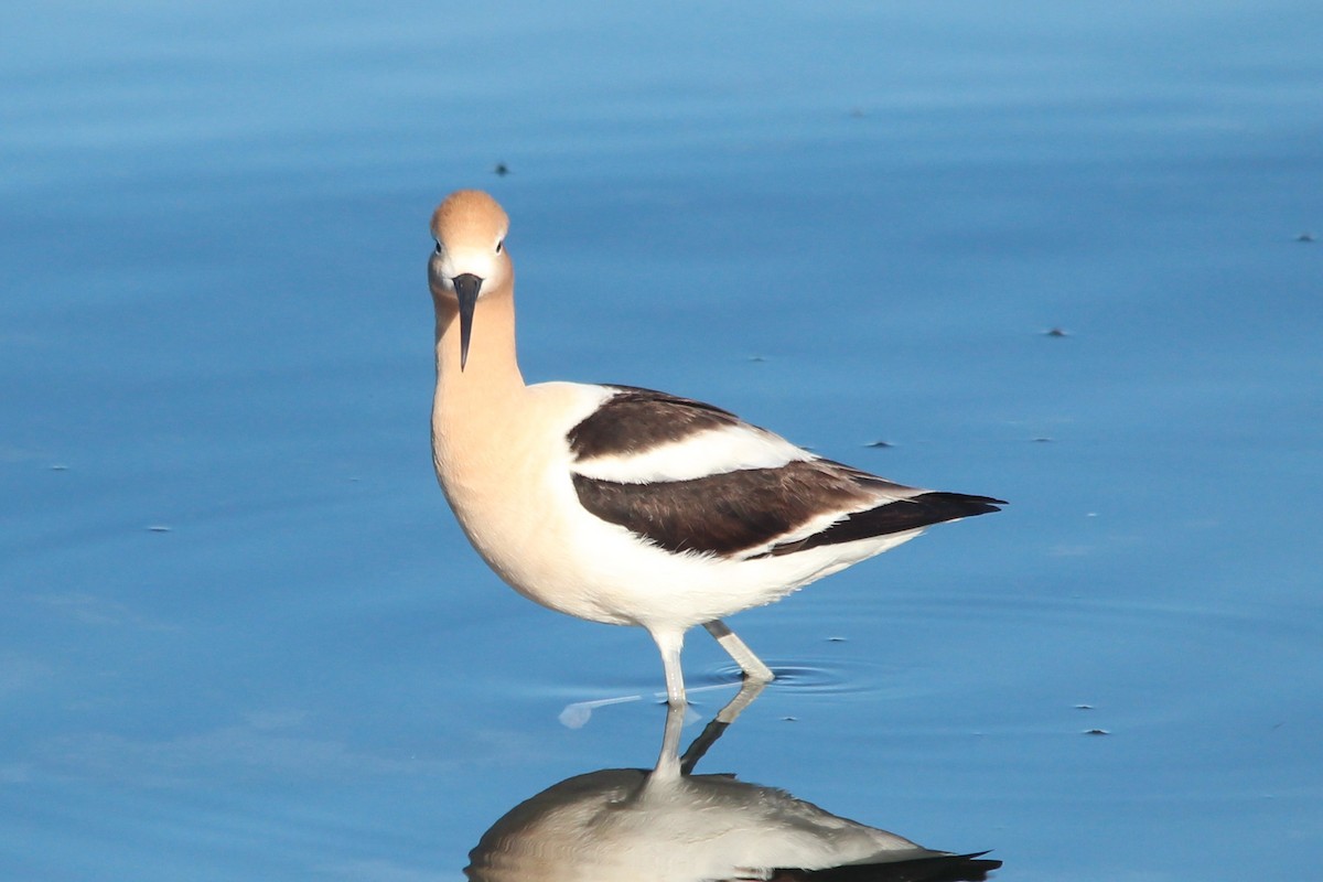 American Avocet - ML59095321