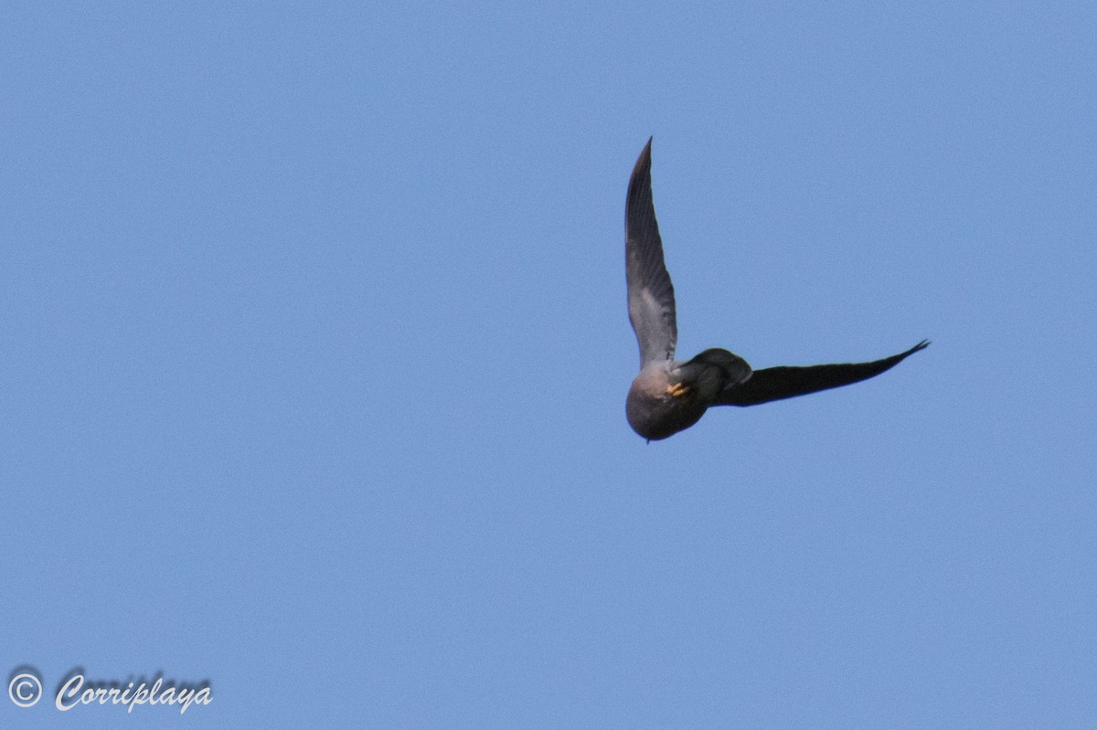 Band-tailed Pigeon - ML590953291