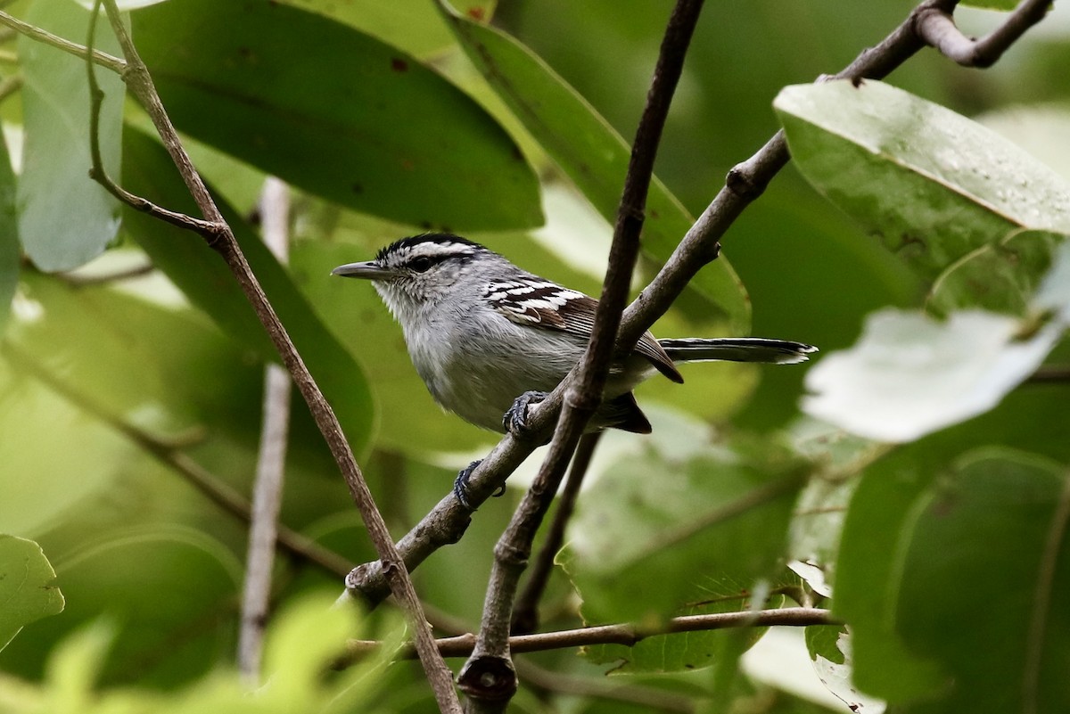 Black-capped Antwren - Jonathan Slifkin