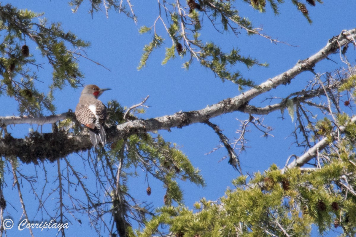 Northern Flicker (Red-shafted) - ML590953721