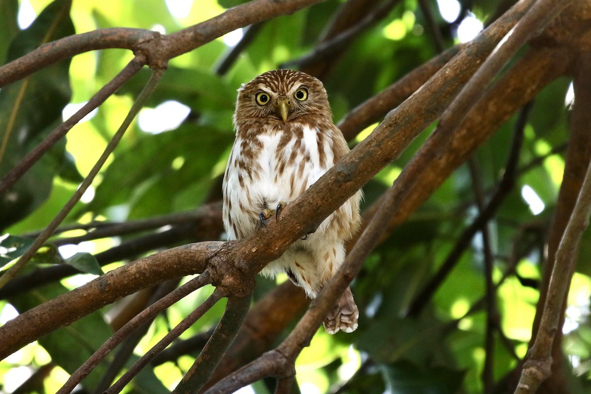 Ferruginous Pygmy-Owl - ML590953971