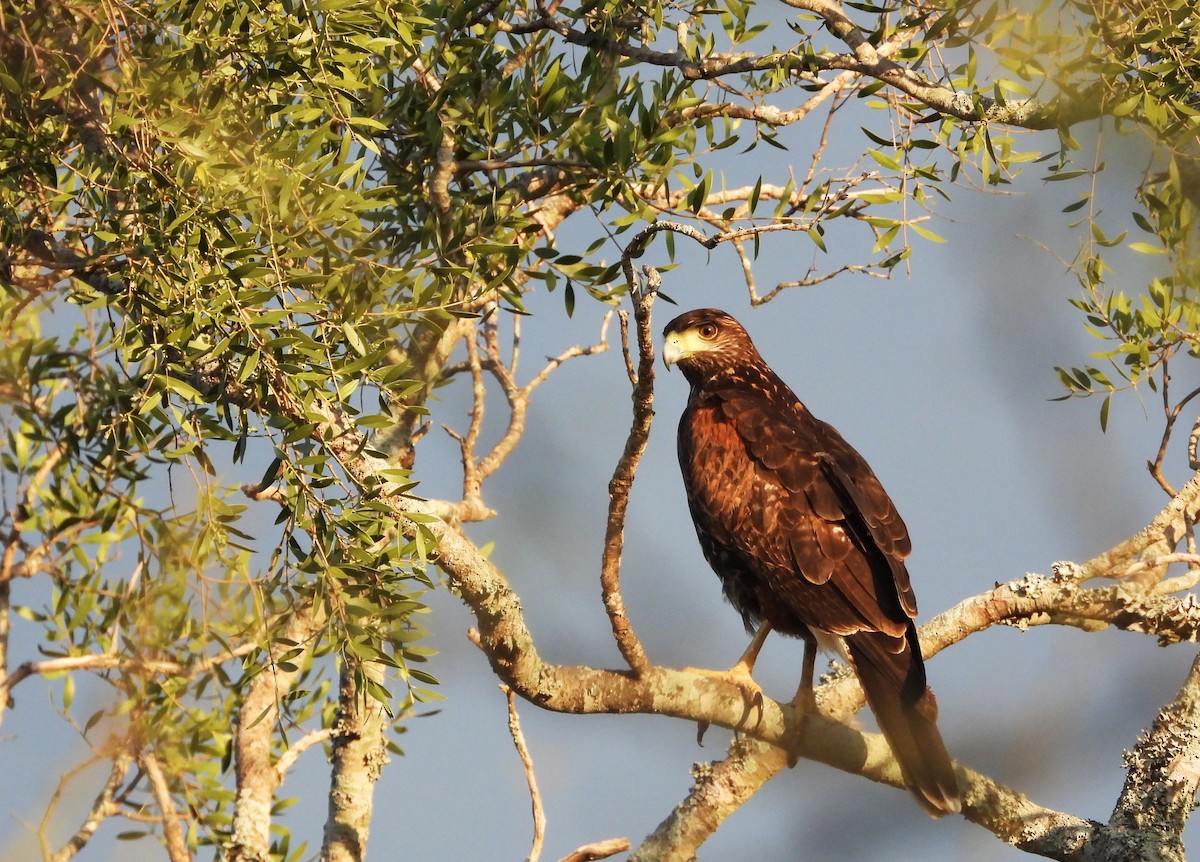 Harris's Hawk - ML590954451