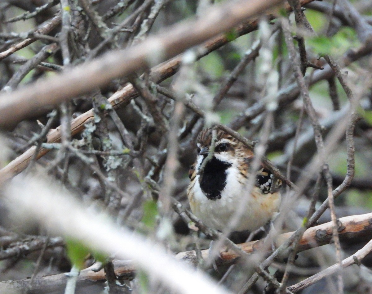 Stripe-backed Antbird - Rafael Salcedo