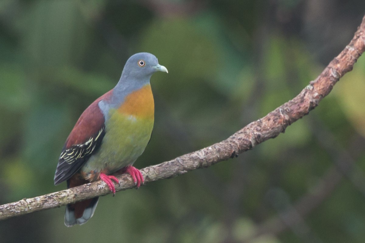 Little Green-Pigeon - ML59095461