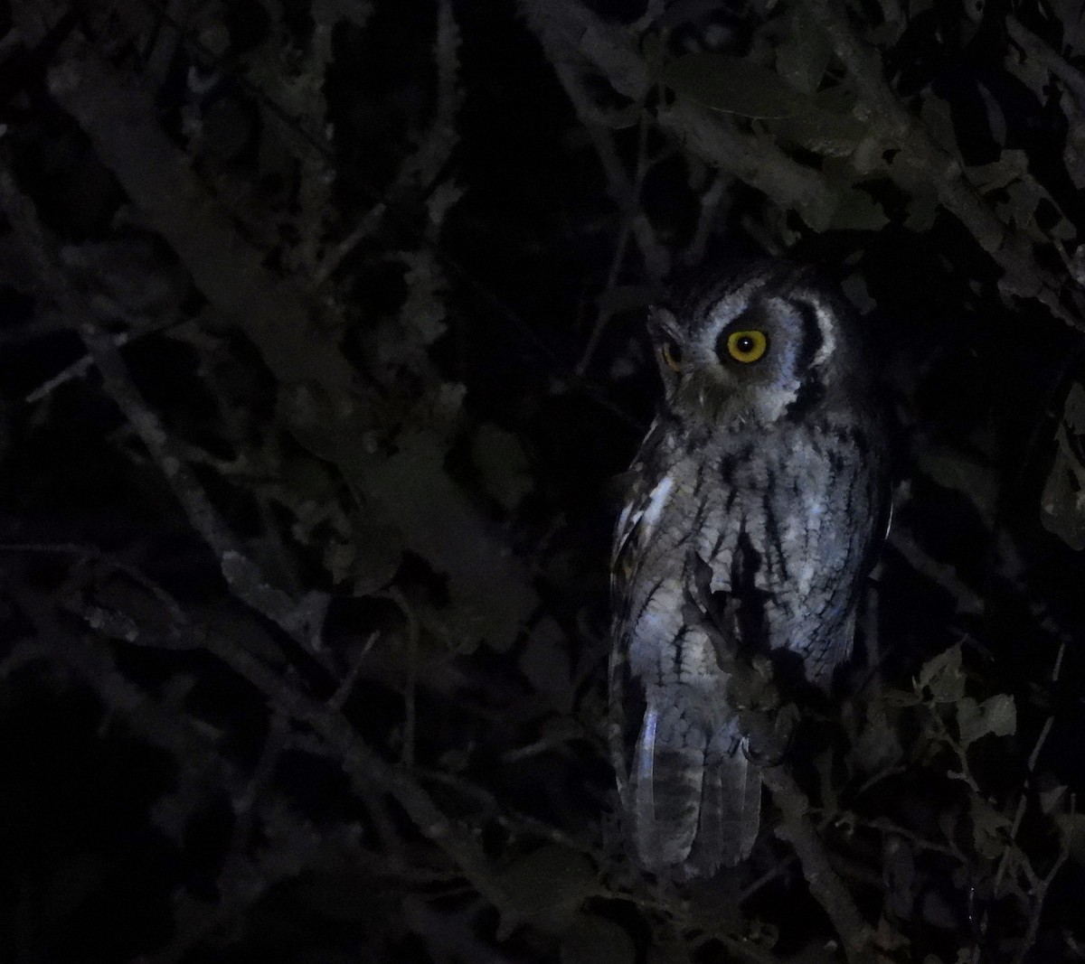 Tropical Screech-Owl - ML590954691