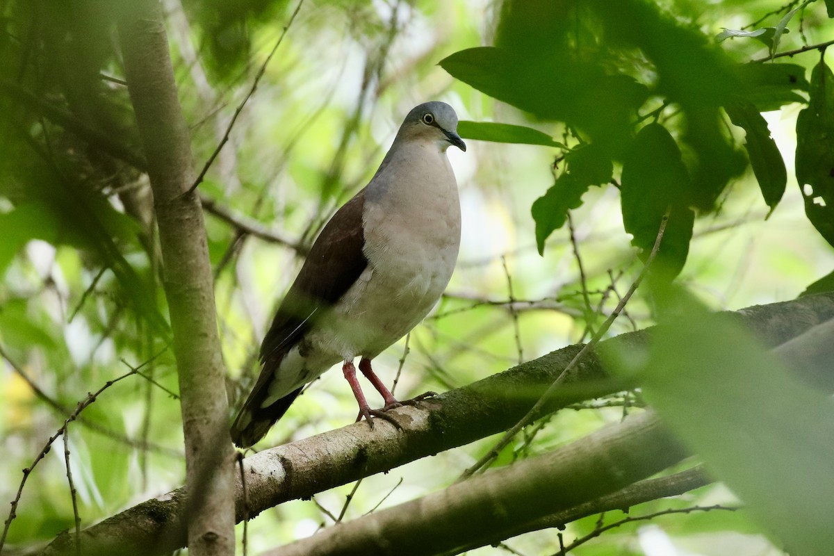 Gray-headed Dove - ML590955401