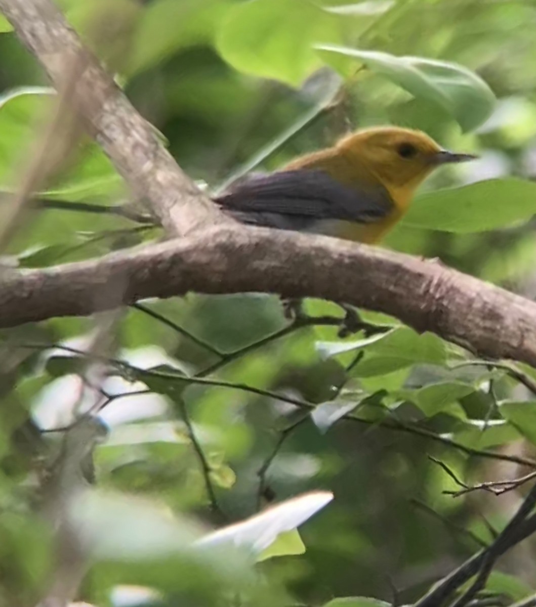 Prothonotary Warbler - ML590955711
