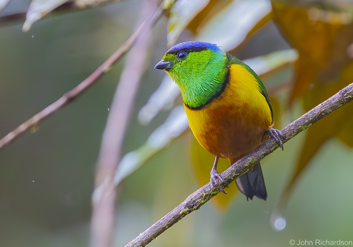 Chestnut-breasted Chlorophonia - ML590955801