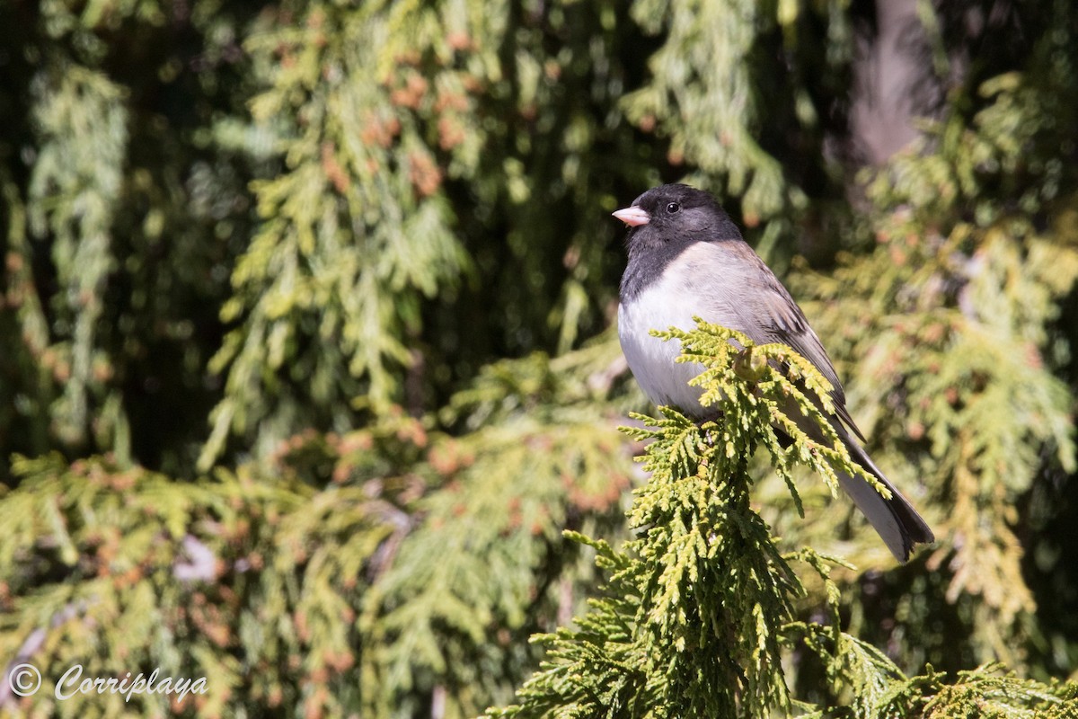 Dark-eyed Junco (Oregon) - Fernando del Valle