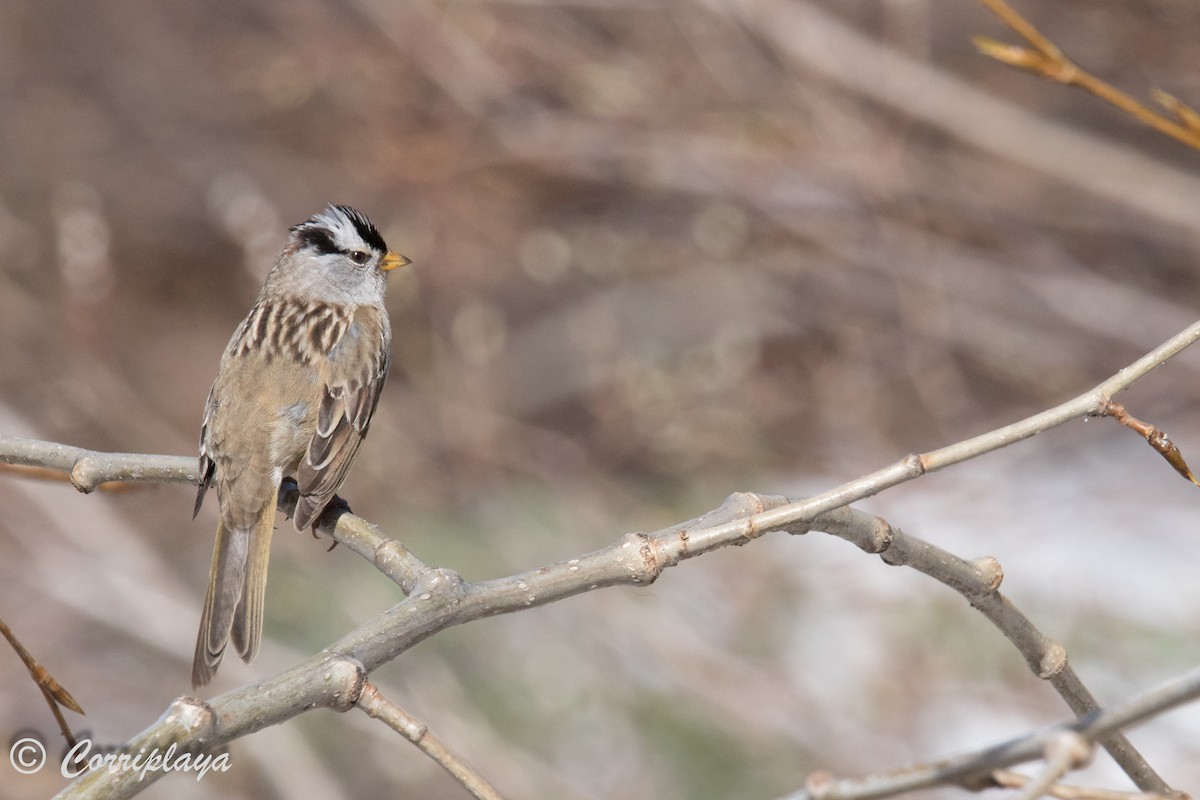 White-crowned Sparrow - ML590957041