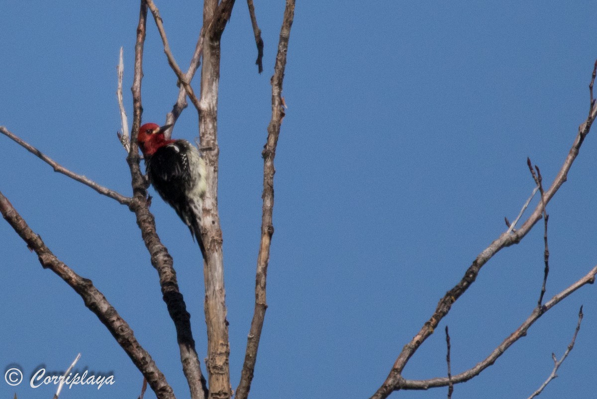 Red-breasted Sapsucker - ML590957071