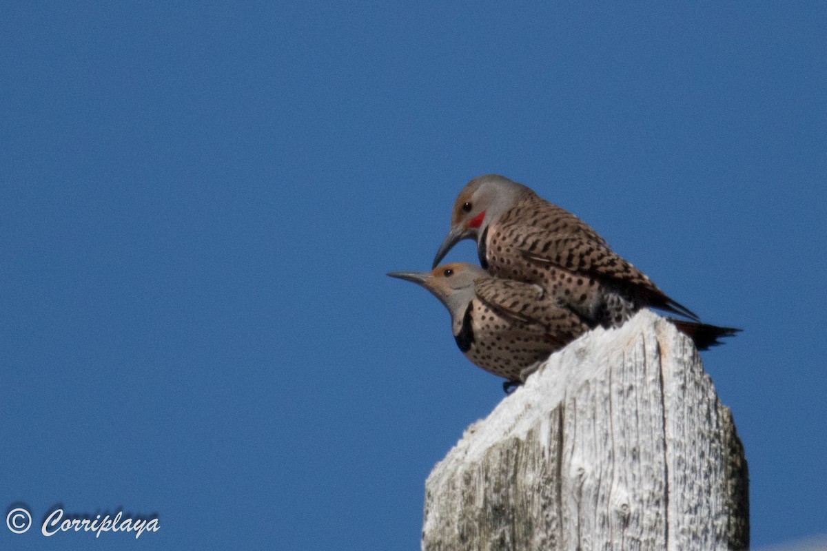 Northern Flicker (Red-shafted) - ML590957161