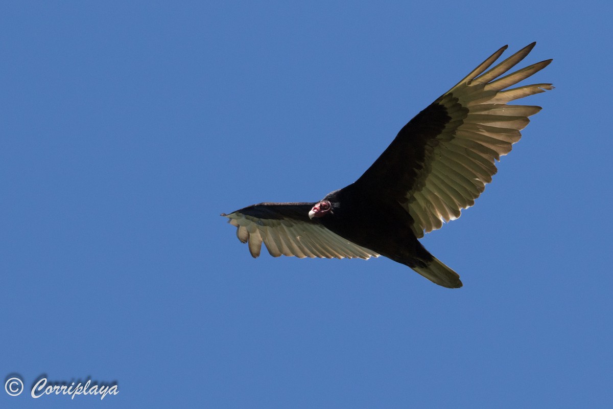 Turkey Vulture - ML590957251