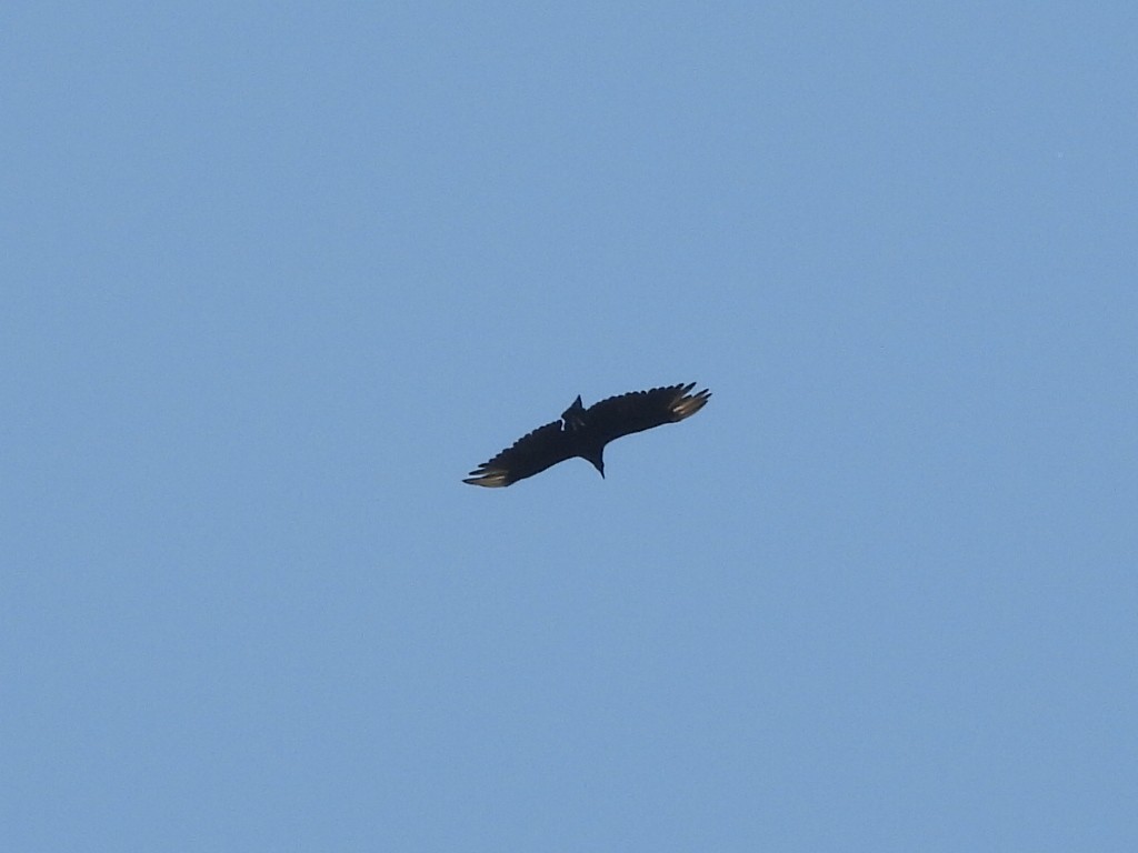 Black Vulture - ML590957481