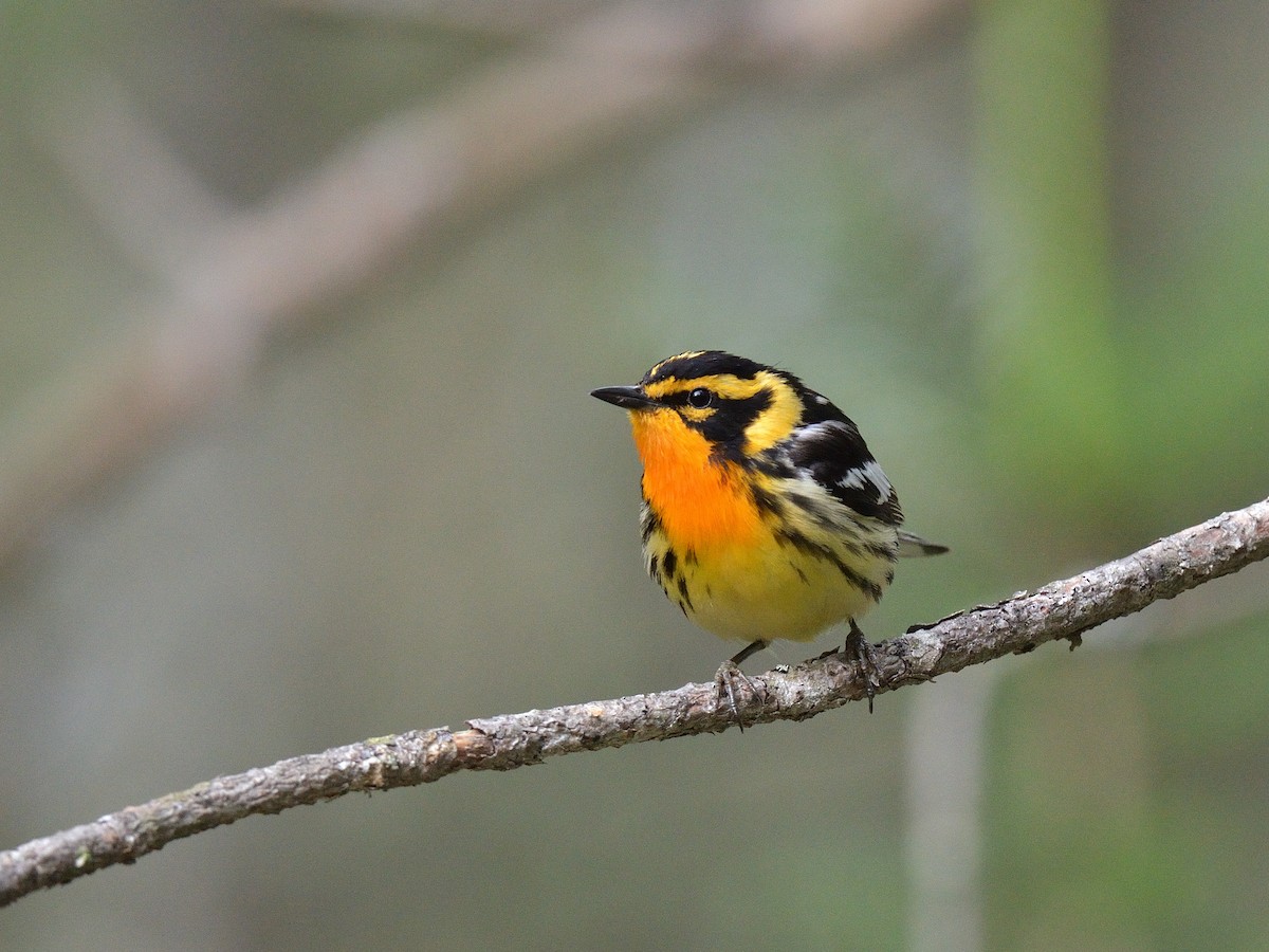 Blackburnian Warbler - ML590957801