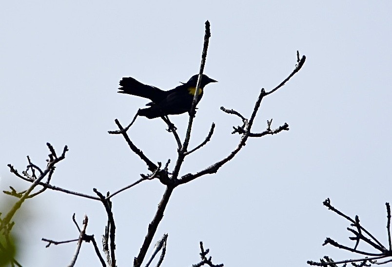 Yellow-shouldered Blackbird - ML590958041