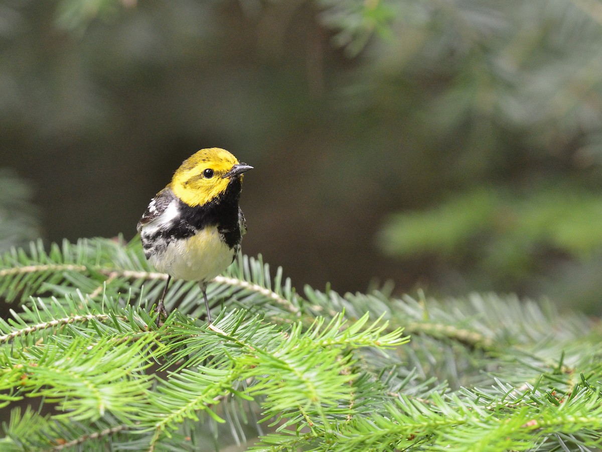 Black-throated Green Warbler - ML590958071