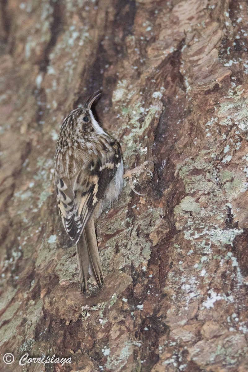 Brown Creeper - ML590958861