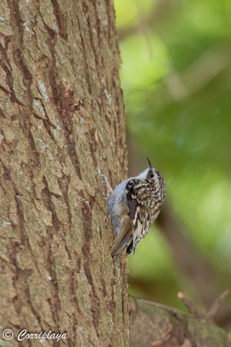 Brown Creeper - ML590958871