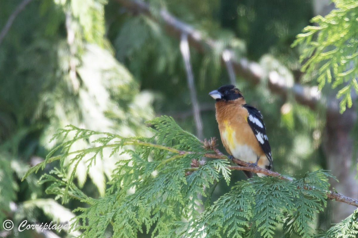 Black-headed Grosbeak - ML590958981