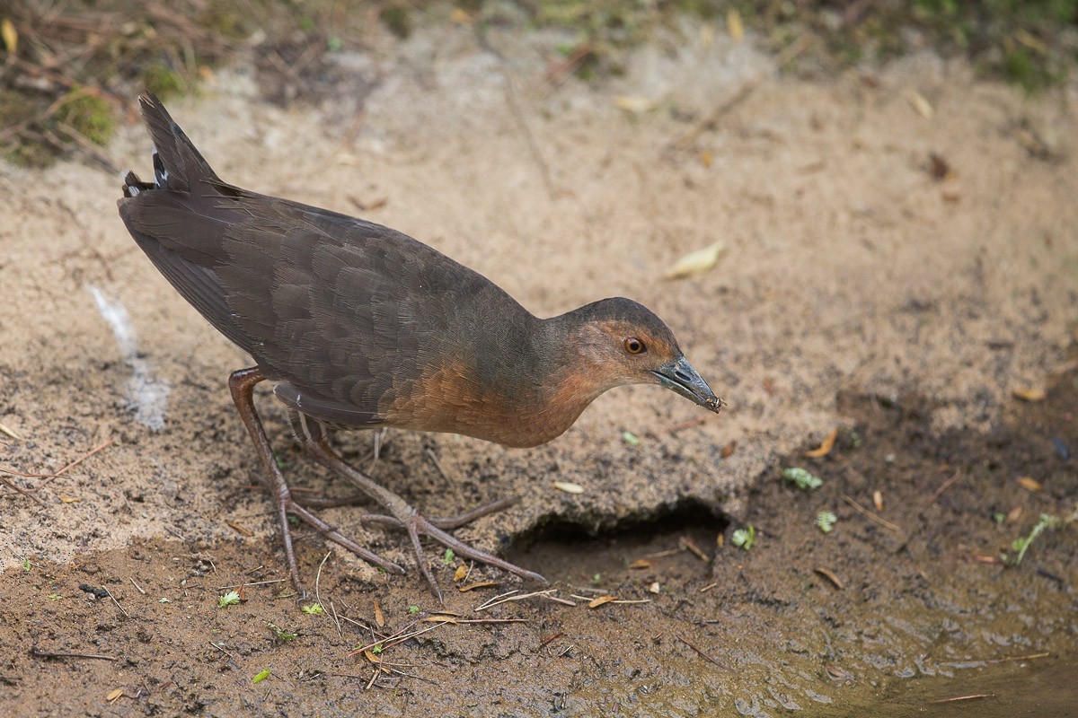 Band-bellied Crake - ML59095921