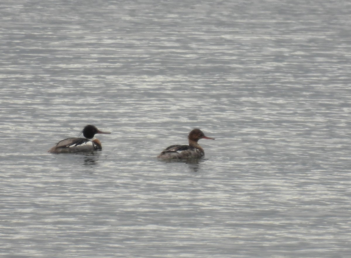 Red-breasted Merganser - ML590960171