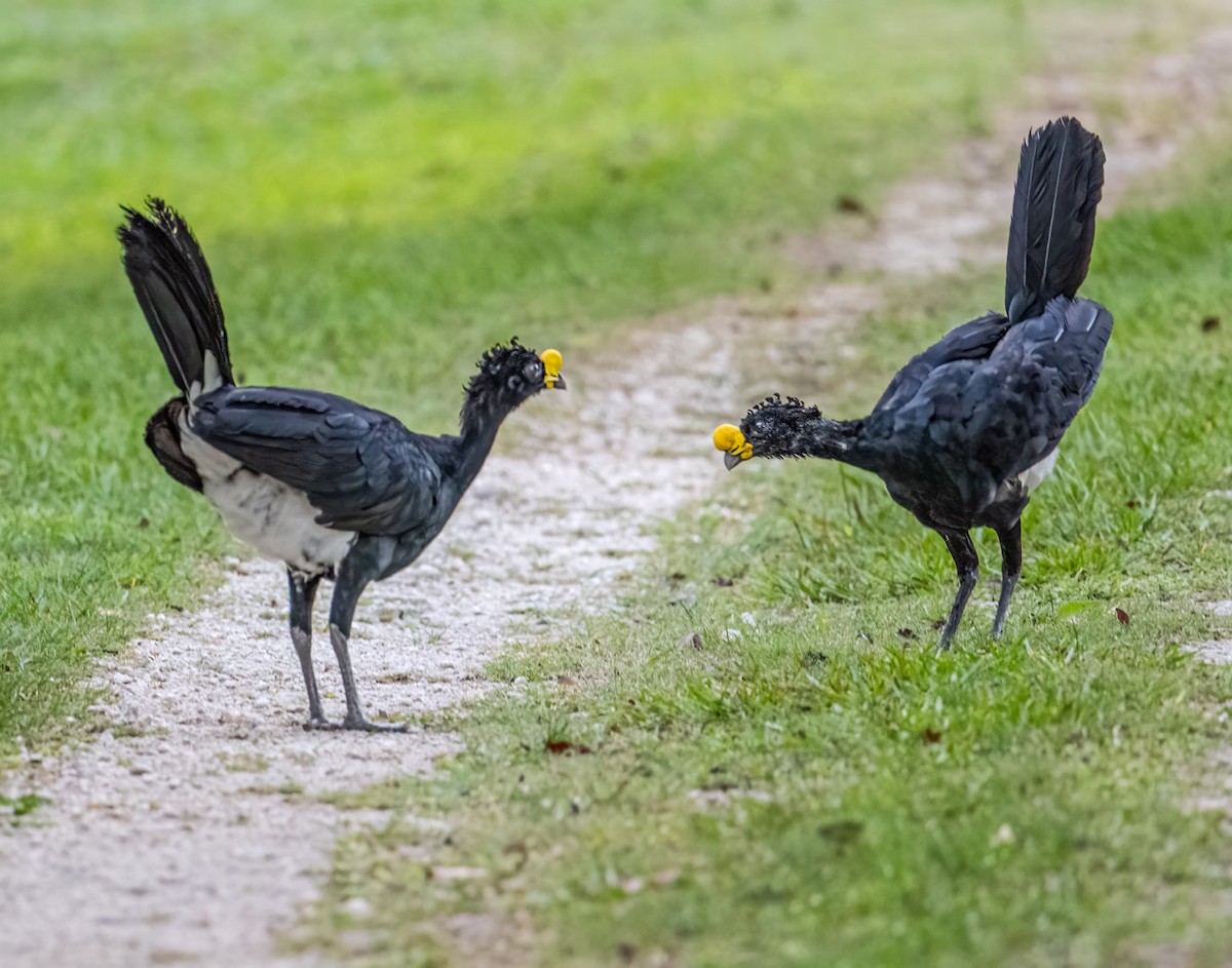 Great Curassow - ML590960611