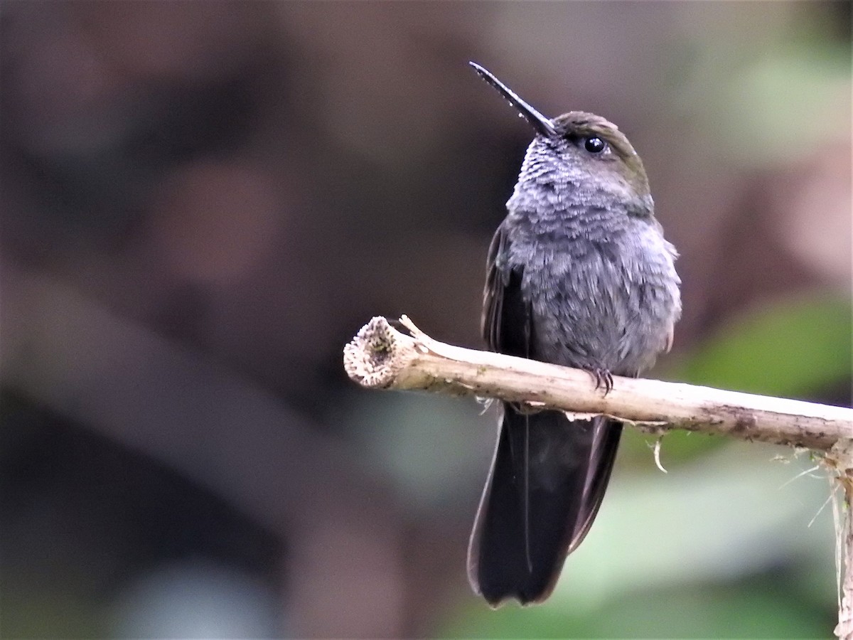 Hoary Puffleg - ML590960961