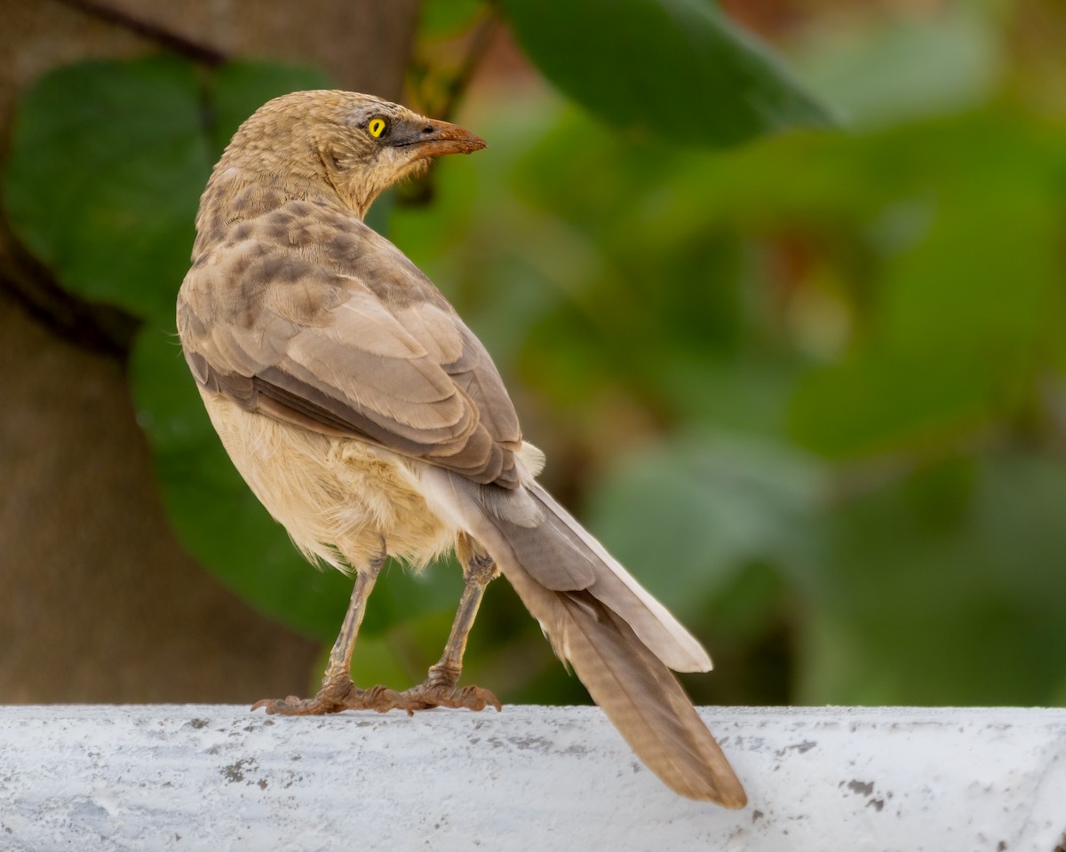 Large Gray Babbler - ML590961291