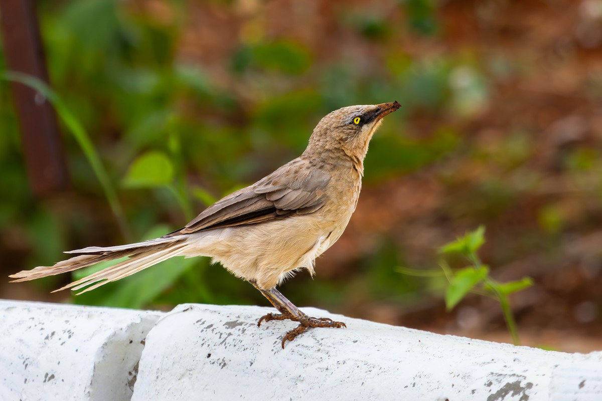 Large Gray Babbler - ML590961311