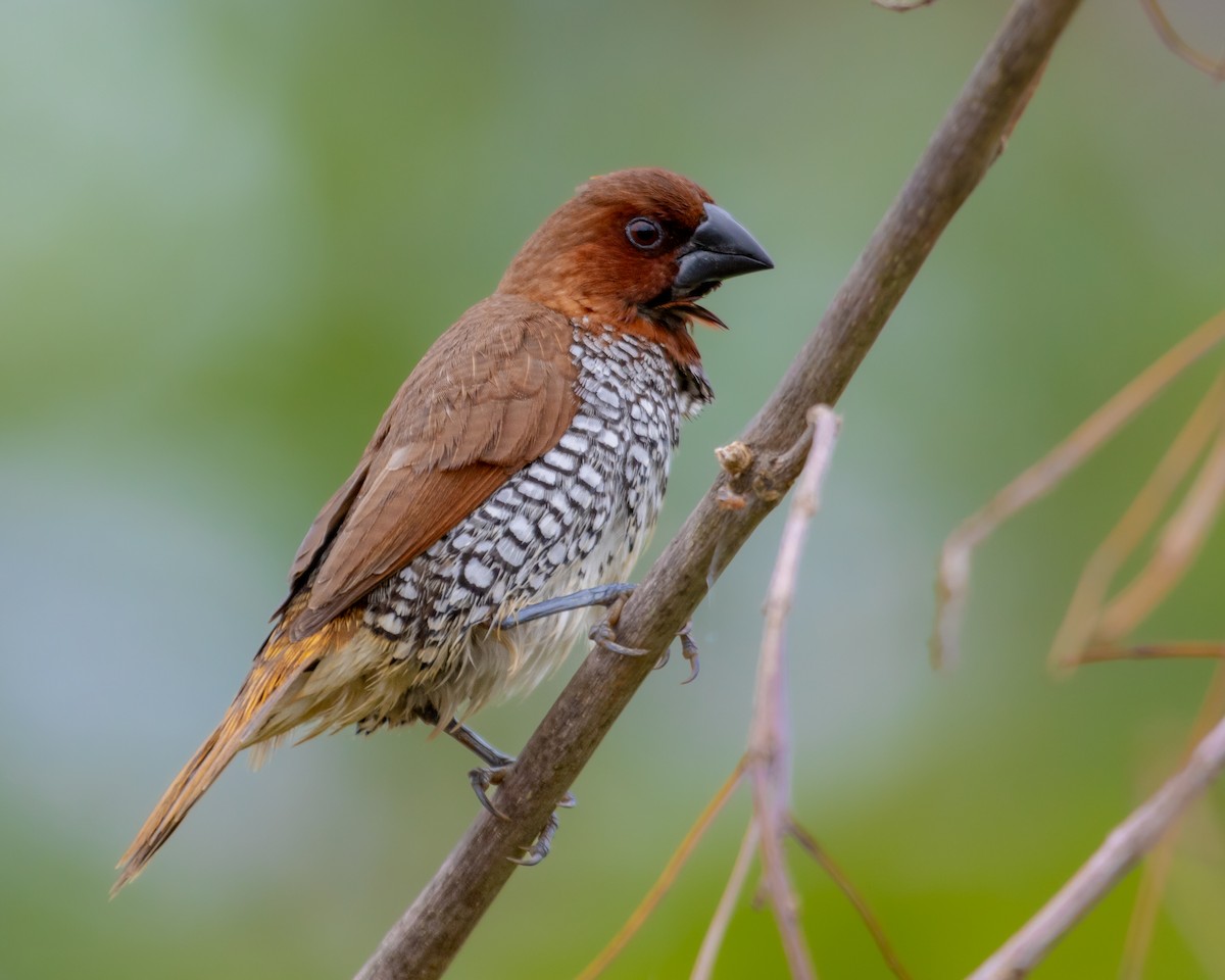 Scaly-breasted Munia - Vikram S