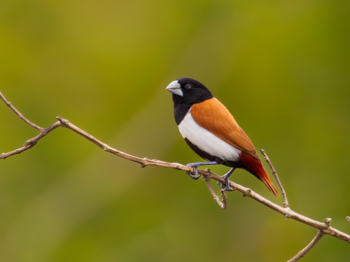 Tricolored Munia - ML590961421