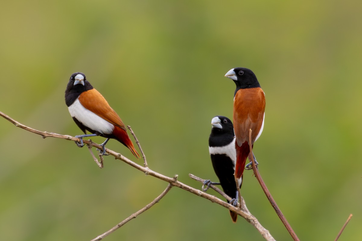 Tricolored Munia - Vikram S