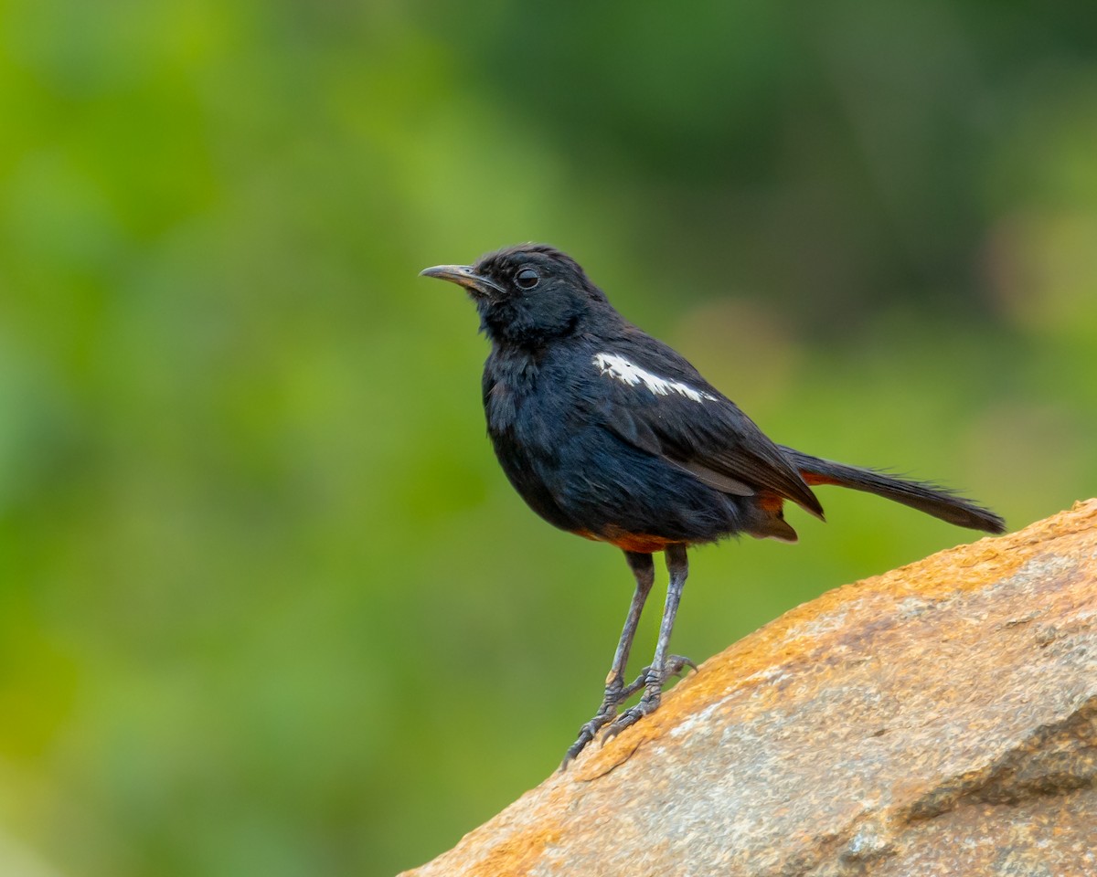 Indian Robin - Vikram S