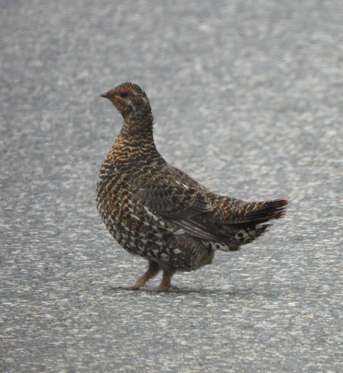 Spruce Grouse - ML590961881