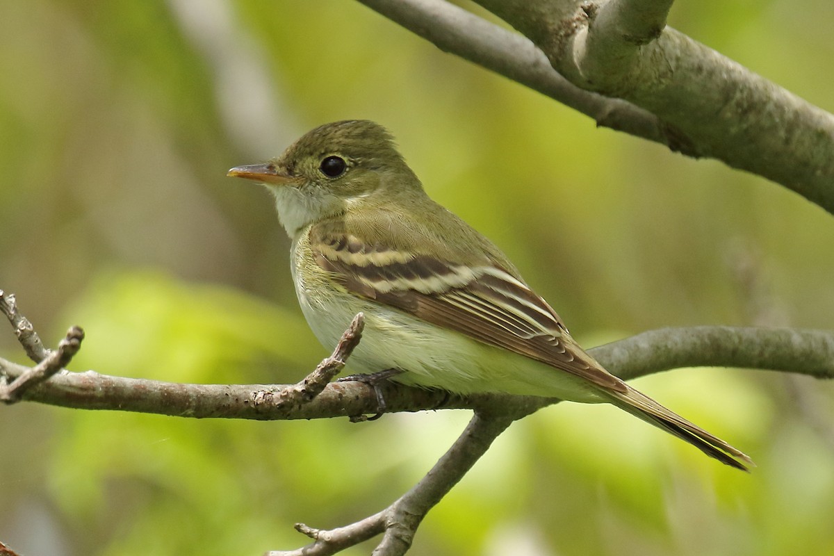 Acadian Flycatcher - ML59096311