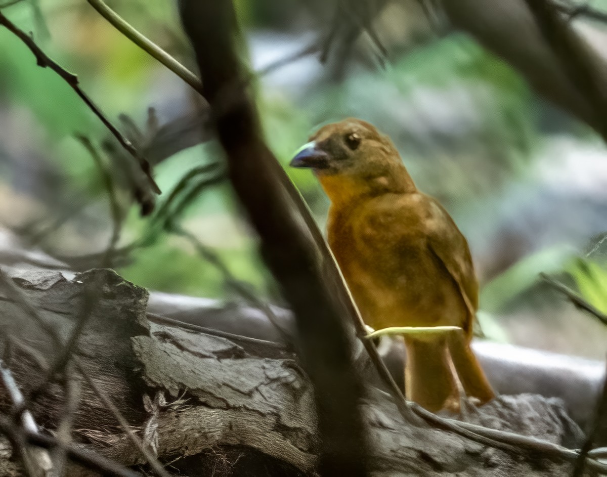 Red-crowned Ant-Tanager - ML590963701