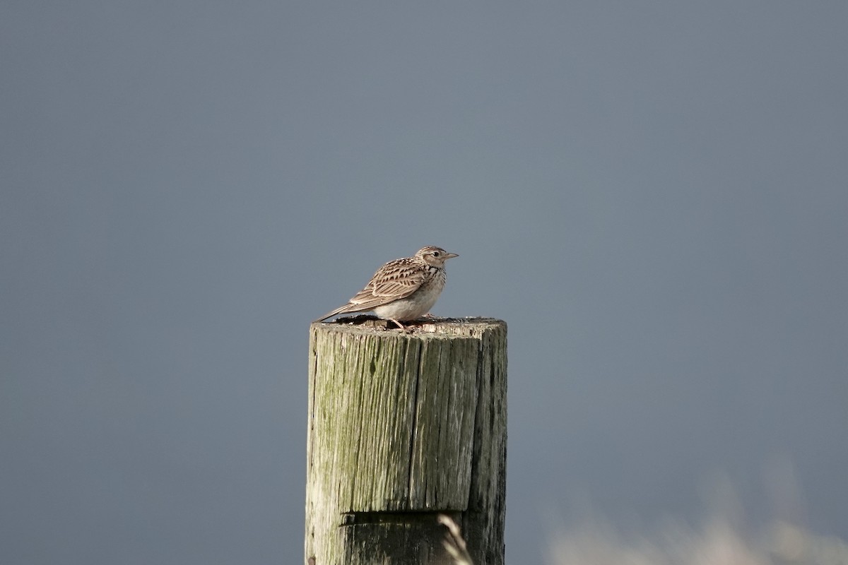 Eurasian Skylark - Simon Pearce