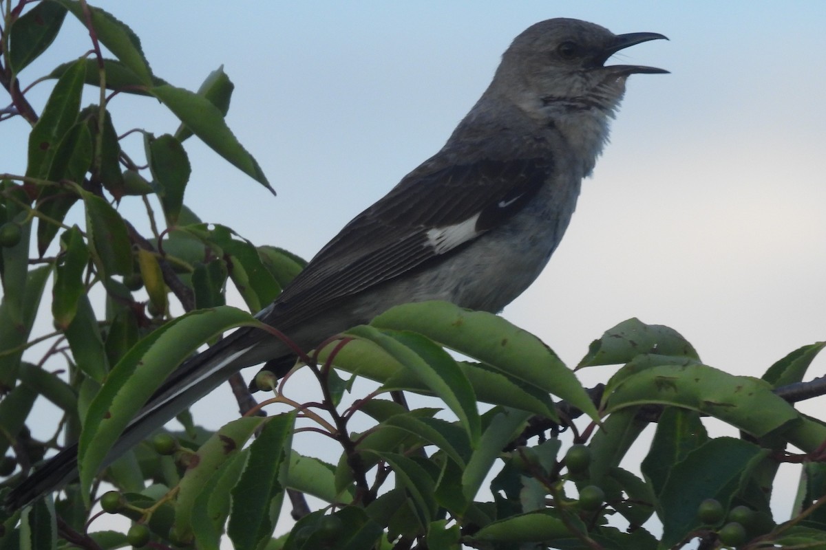 Northern Mockingbird - ML590966521