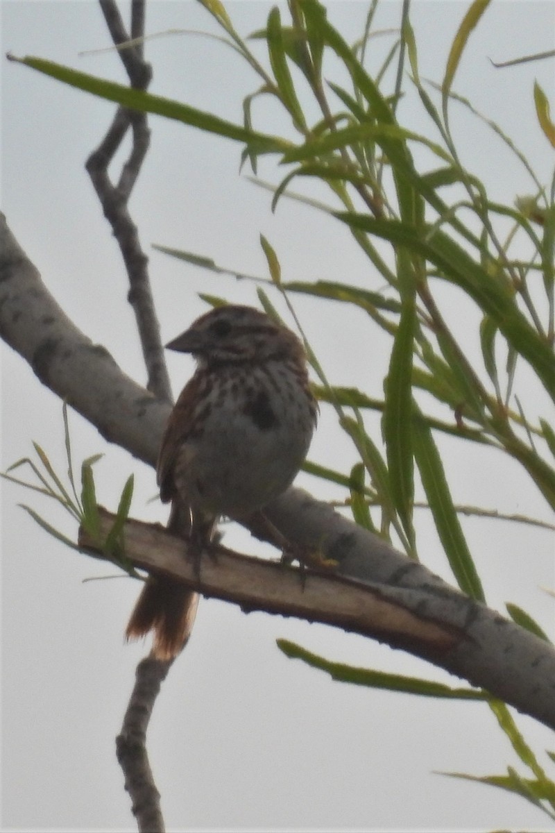 Song Sparrow - ML590966591