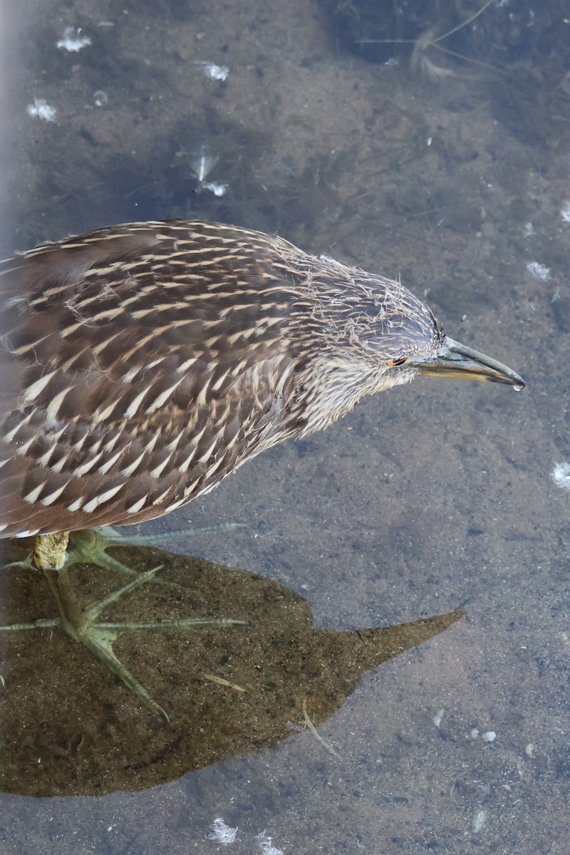 Black-crowned Night Heron - ML590969781