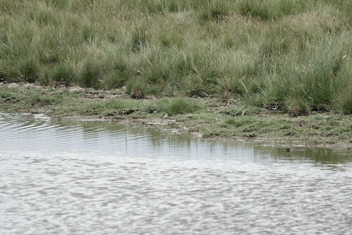 Temminck's Stint - ML590970901